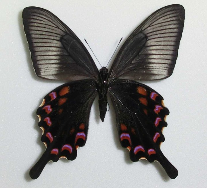 Papilio ryukyuensis (dehaanii-bianor, Aberration, amamiensis-Amami Is.Kagoshima-pre,Japan) (Internet Image property of respective owner, non-commercial use only)